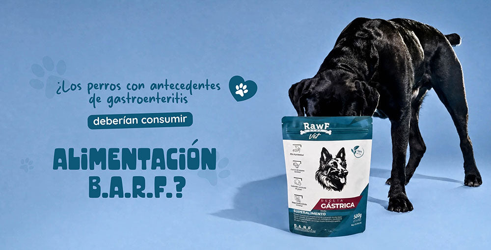 ¿Los perros con antecedentes de gastroenteritis deberían consumir dieta B.A.R.F.?