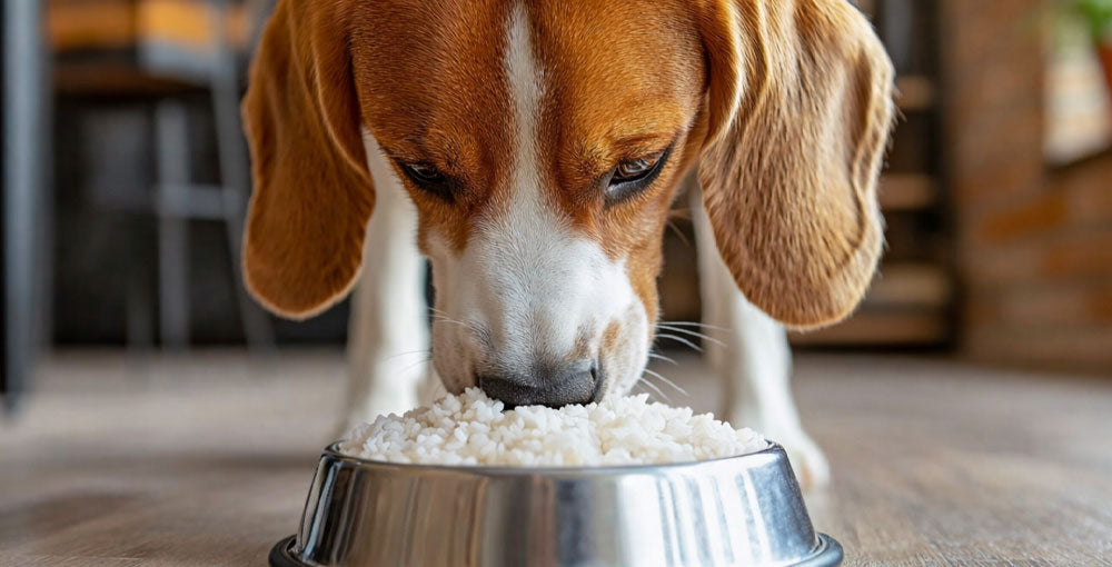 ¿Por qué los perros no están diseñados para digerir arroz?