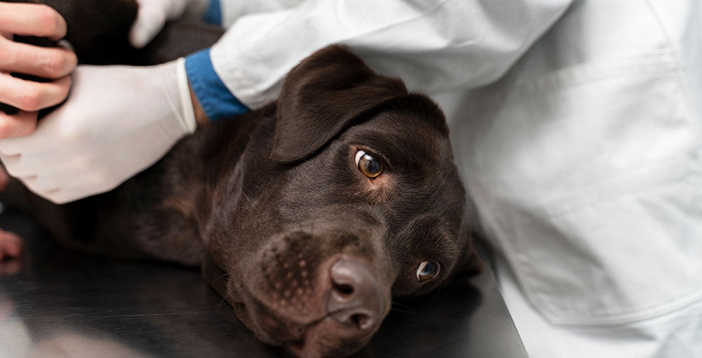 ¿Cómo alimentar a un perro con insuficiencia renal?