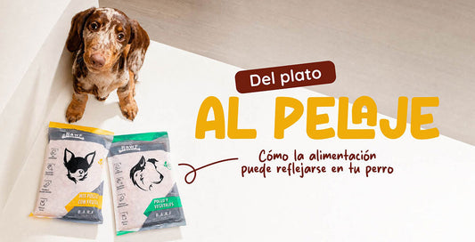 Del plato al pelaje: cómo la alimentación puede reflejarse en tu perro