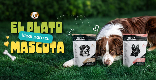 El plato influye en la alimentación de tu mascota